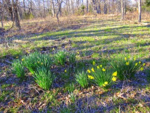 Sugar Pie Farmhouse » Blog Archive » The Old Homeplace